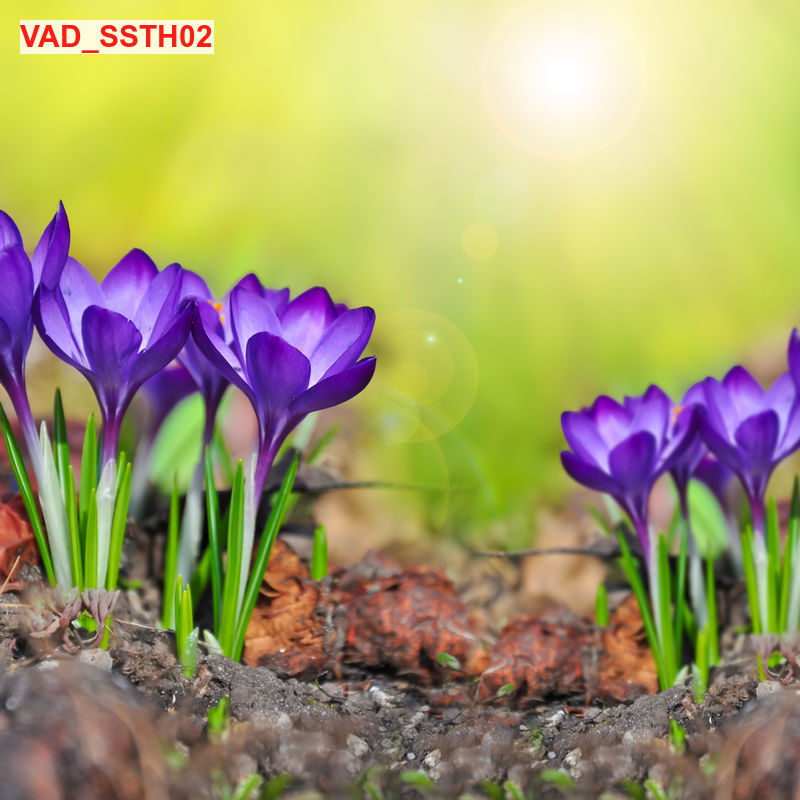 VAD_SSTH02